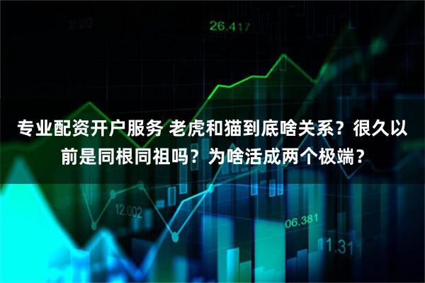 专业配资开户服务 老虎和猫到底啥关系？很久以前是同根同祖吗？为啥活成两个极端？